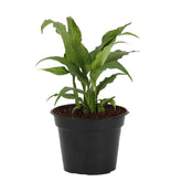 Peace Lily Natural Plant